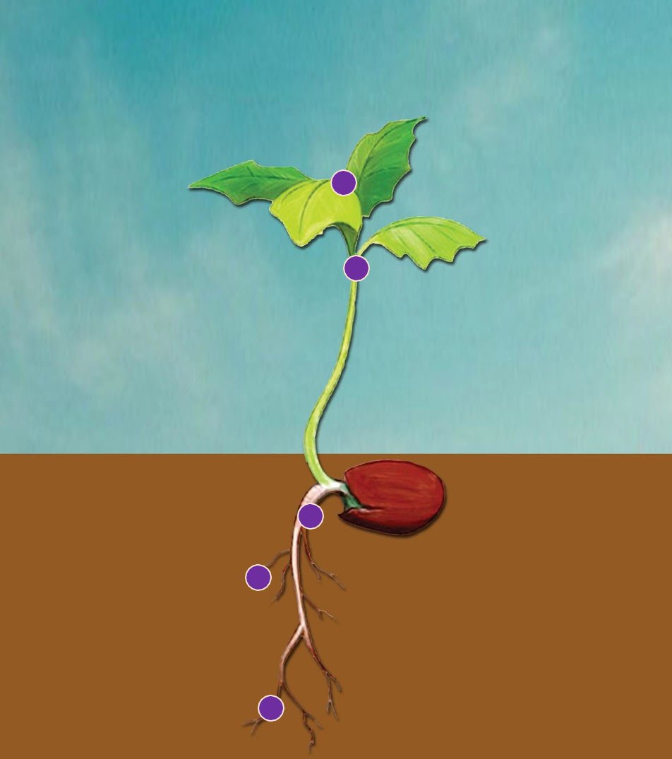 Microbebio Rhizo Activator 11 Microbebio Rhizo Activator 11