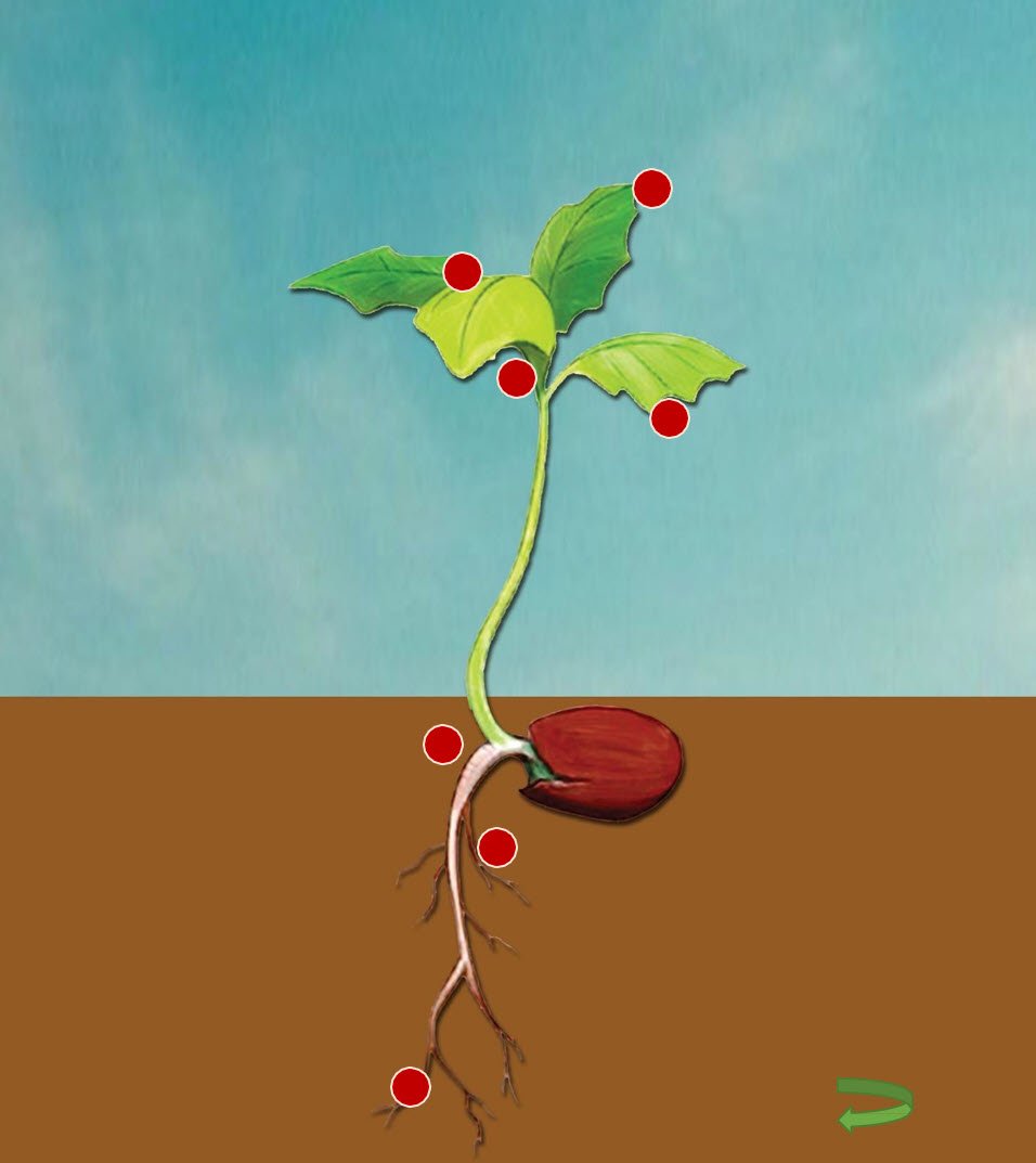 Microbebio Rhizo Activator 2 Microbebio Rhizo Activator 2
