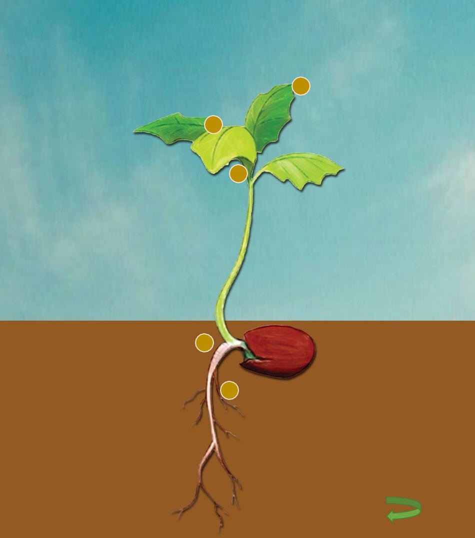 Microbebio Rhizo Activator 3 Microbebio Rhizo Activator 3