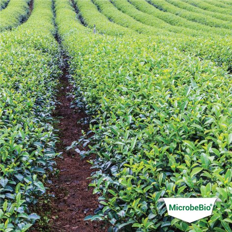 MICROBEBIO APPLICATION PROGRAM HOME
