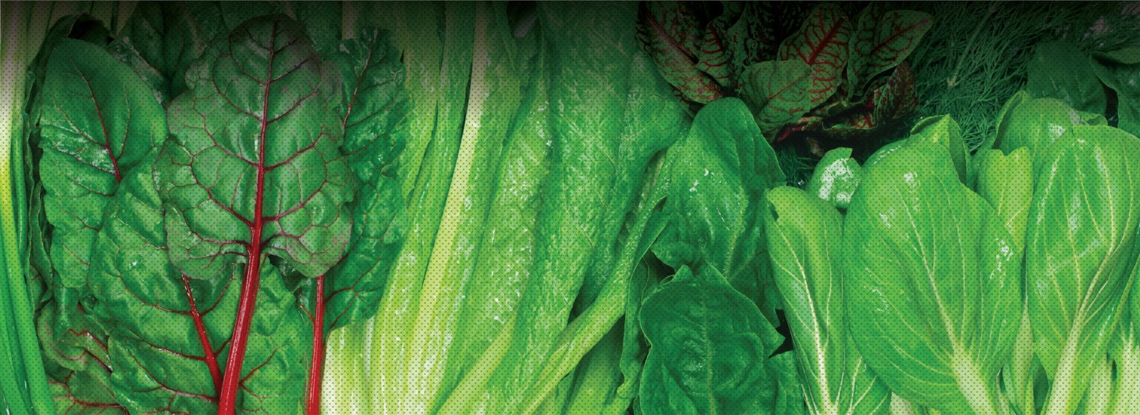 MICROBEBIO-APPLICATIONPROGRAM-LEAFY-VEGETABLES MICROBEBIO APPLICATIONPROGRAM LEAFY VEGETABLES