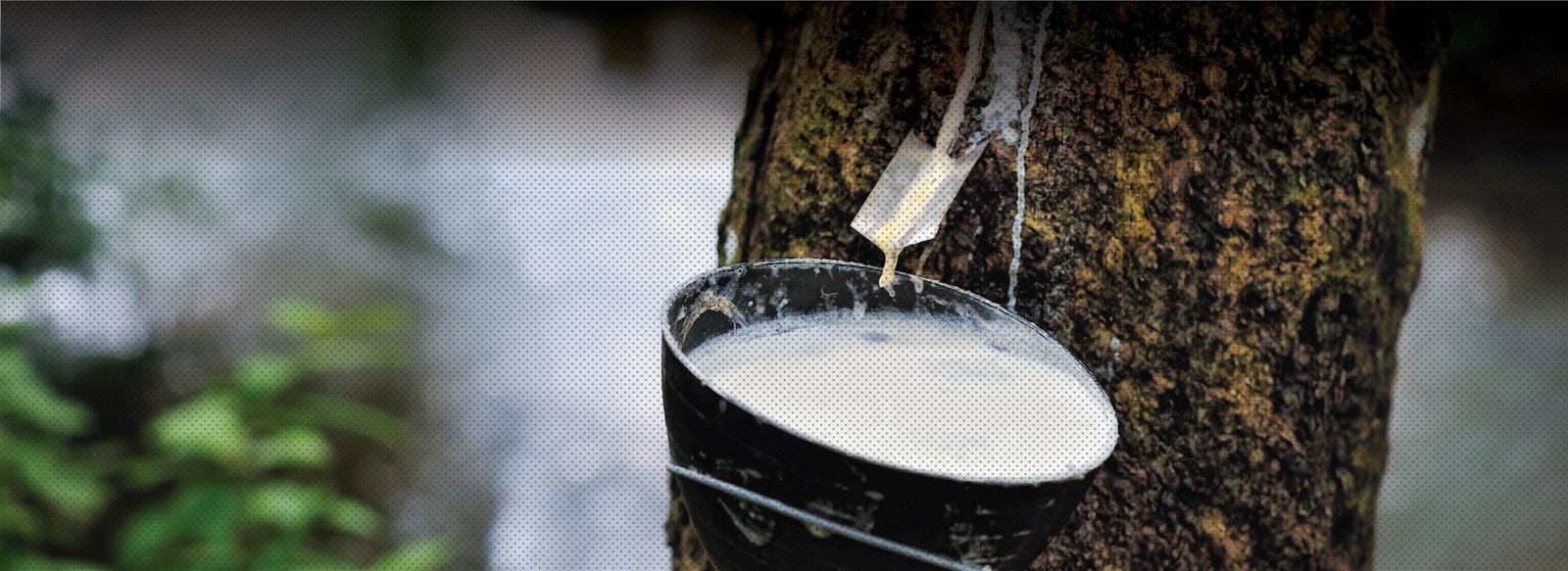 MICROBEBIO-APPLICATIONPROGRAM-RUBBERTREE MICROBEBIO APPLICATION PROGRAM RUBBERTREE