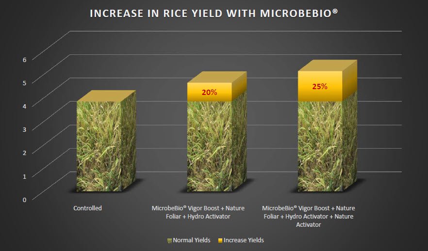 Microbebio Rice Trial Test Microbebio Rice Trial Test
