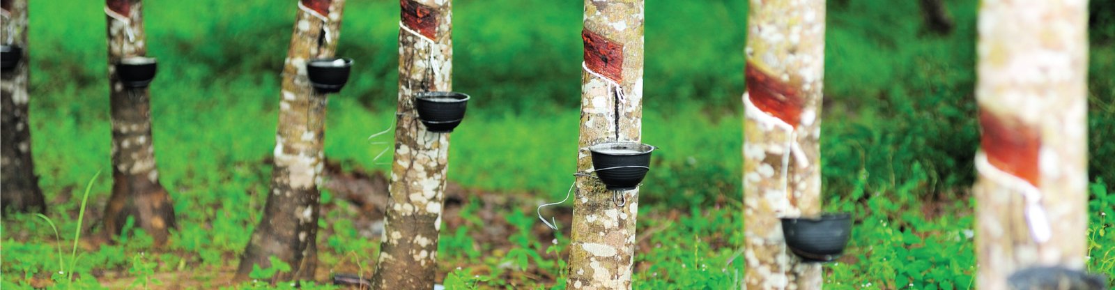 MICROBEBIO-APPLICATIONPROGRAM-11RUBBERTREE1