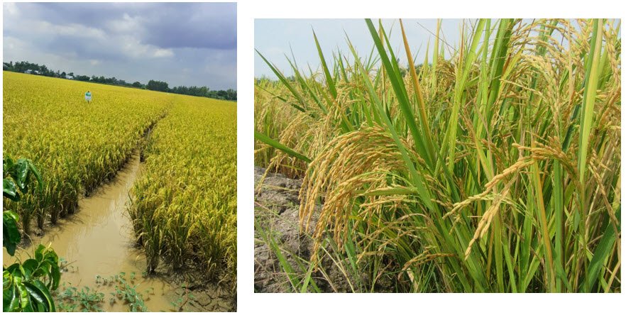 MICROBEBIO - Microbial Fertilizer An Giang Rice 2 MICROBEBIO - Microbial Fertilizer An Giang Rice 2