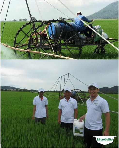 MICROBEBIO - Microbial Fertilizer An Giang Rice 4 MICROBEBIO - Microbial Fertilizer An Giang Rice 4