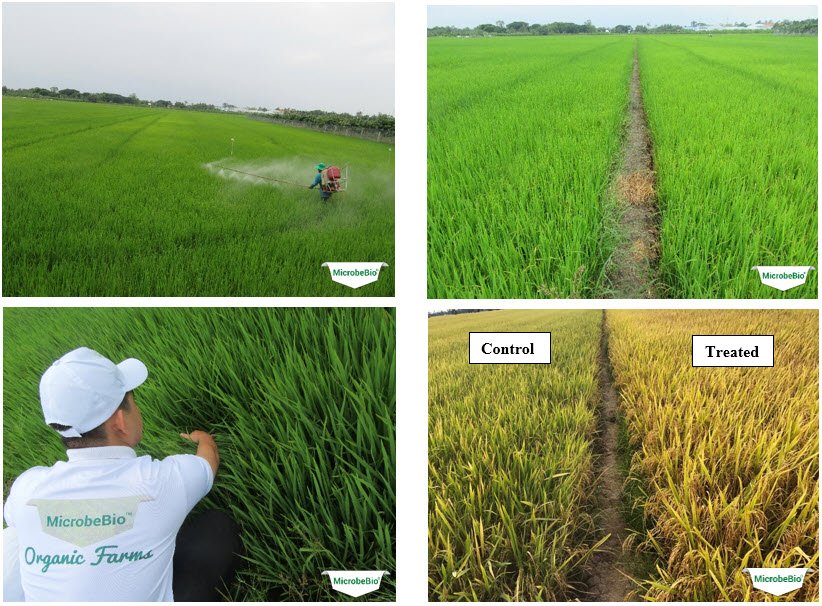 MICROBEBIO - Microbial Fertilizer An Giang Rice 5 MICROBEBIO - Microbial Fertilizer An Giang Rice 5