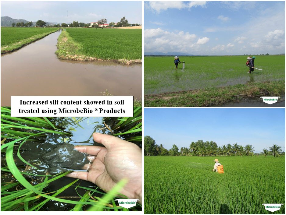 MICROBEBIO - Microbial Fertilizer An Giang Rice 6 MICROBEBIO - Microbial Fertilizer An Giang Rice 6
