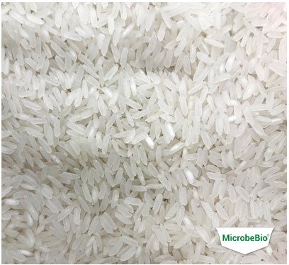 MICROBEBIO - Microbial Fertilizer An Giang Rice 7