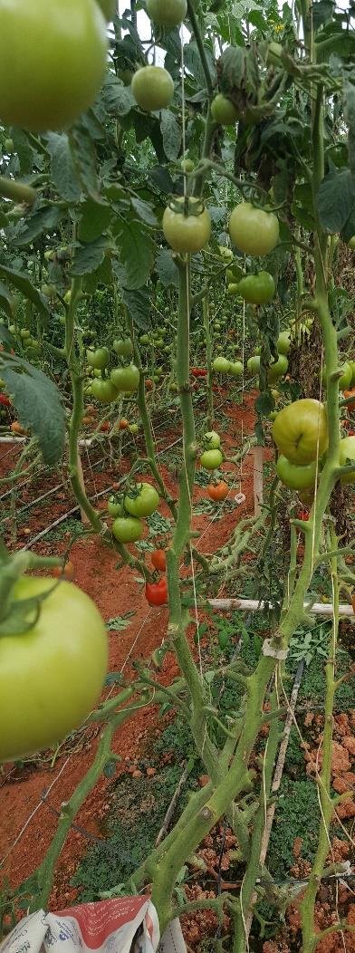 MICROBEBIO - Tomato MICROBEBIO - Tomato