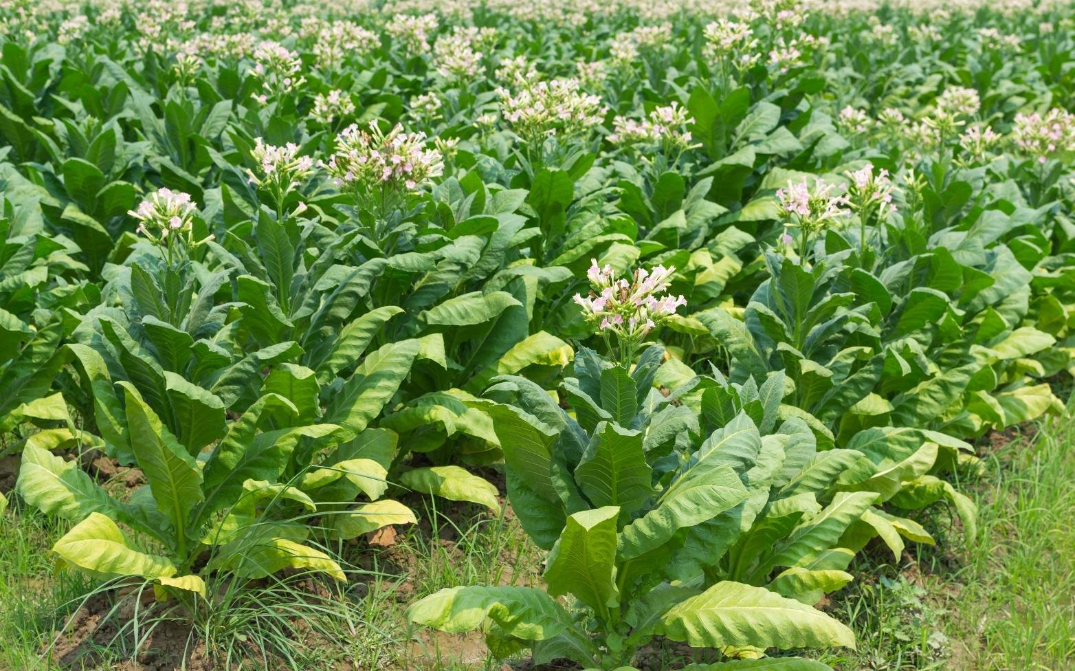 MICROBEBIO - WHOLE BOOKLET Microbial Fertilizer