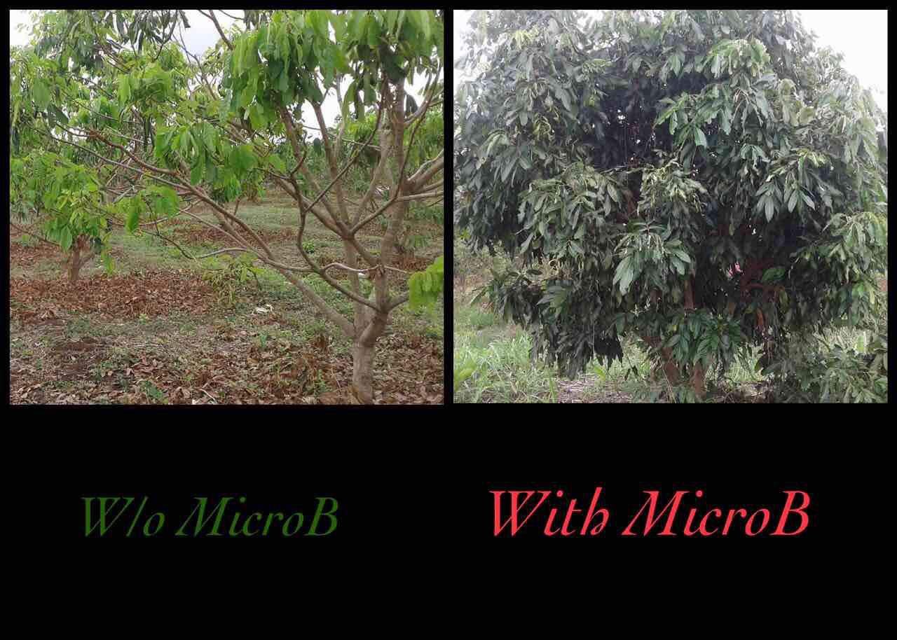 MICROBEBIO - LONGAN TREE IN campodia