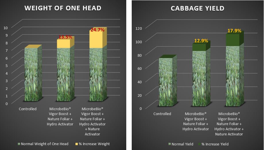 Microbebio Cabbage Trial Test Microbebio Cabbage Trial Test