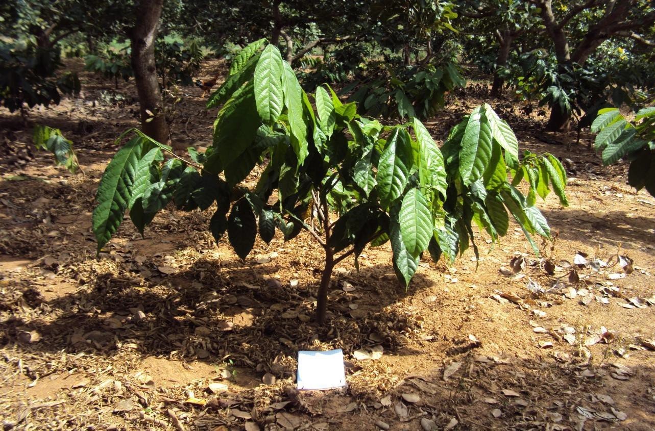 Microbebio Coffee Trial Test1 Microbebio Coffee Trial Test1
