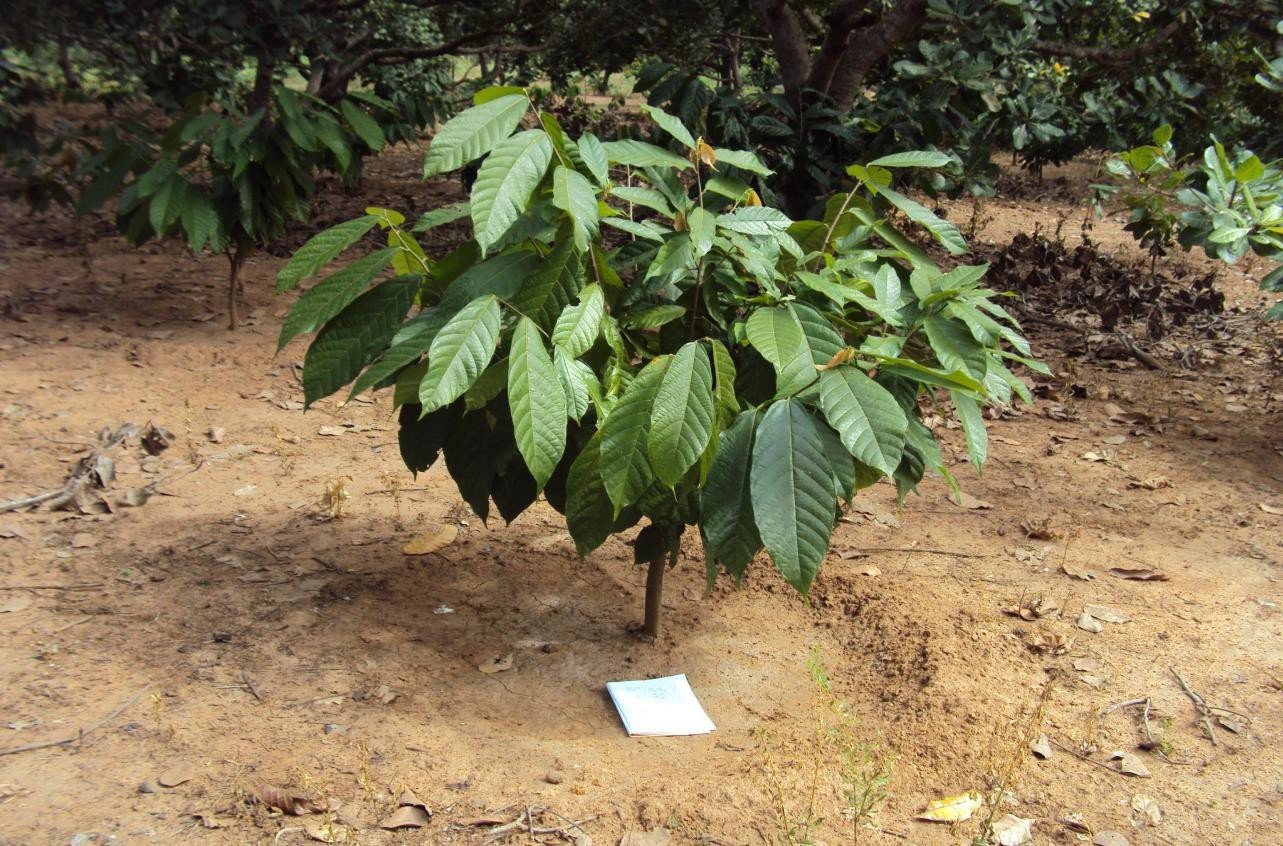 Microbebio Coffee Trial Test3 Microbial Fertilizer Trial Test