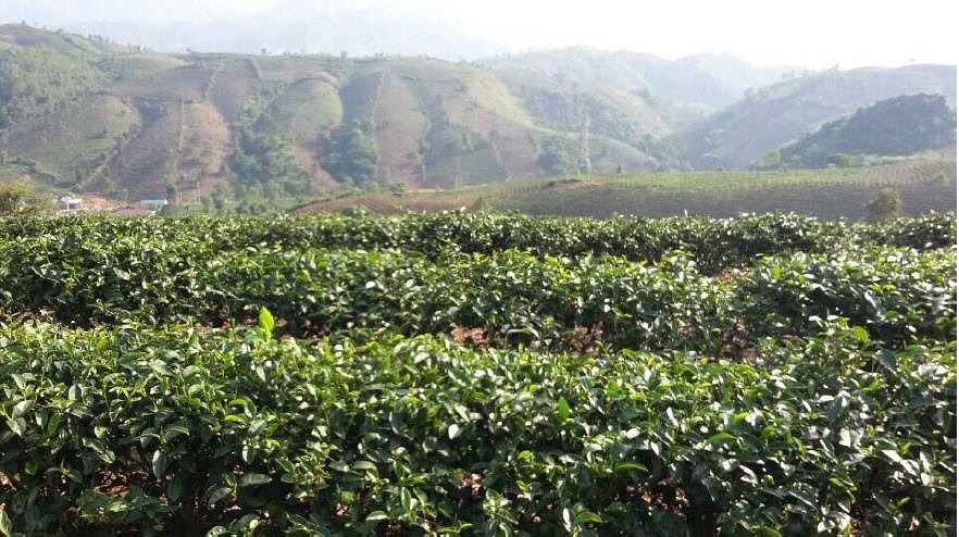 Microbebio Rice Trial Test Tea Fields 2018