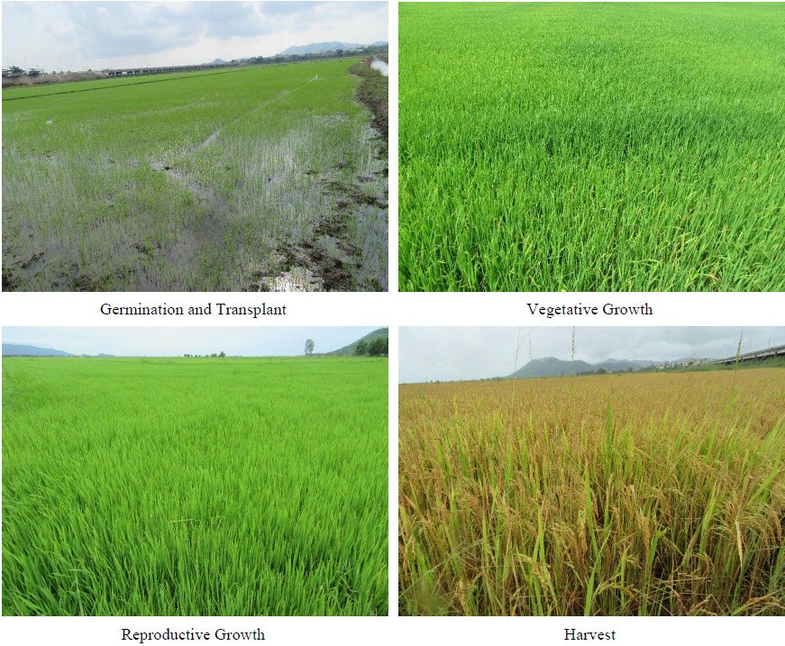 Microbebio Rice Trial Test Tinh Bien 2018 Microbebio Rice Trial Test Tinh Bien 2018