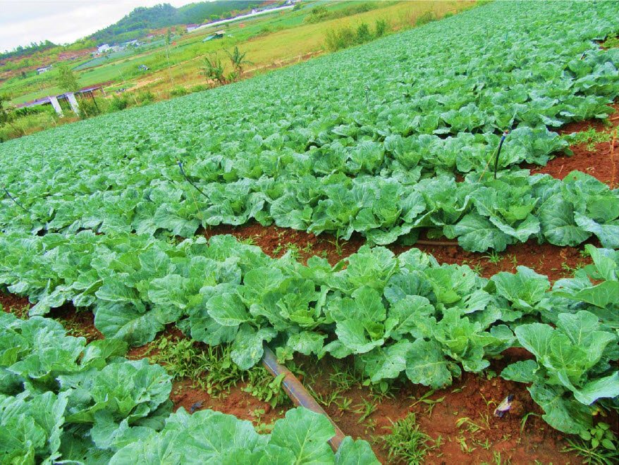 Microbebio cabbage fields Trial test MICROBEBIO TRIAL TEST RESULTS - 2018 TRIAL TEST – CABBAGE FIELDS