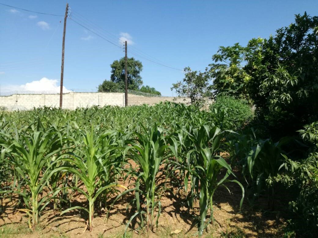 Microbebio Maize Trial Test Microbebio Maize Trial Test