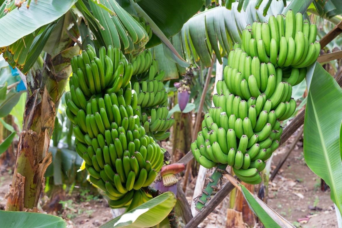 banana 2