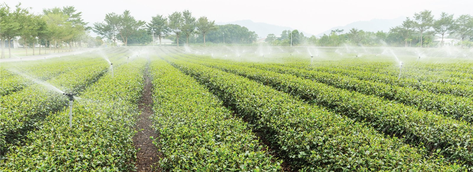 MICROBEBIO-APPLICATIONPROGRAM-GREENTEA1
