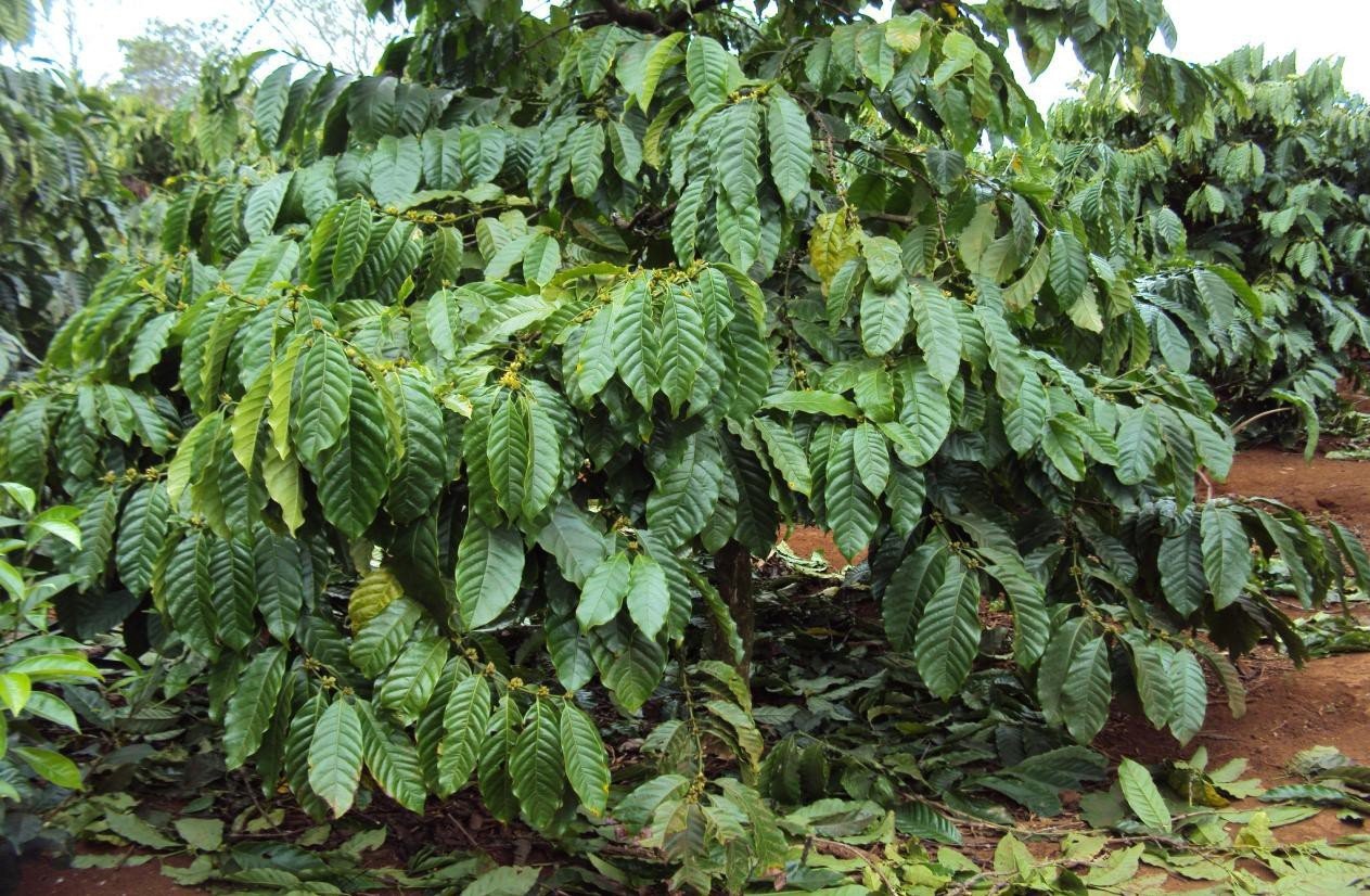 Microbebio Coffee Trial Test9