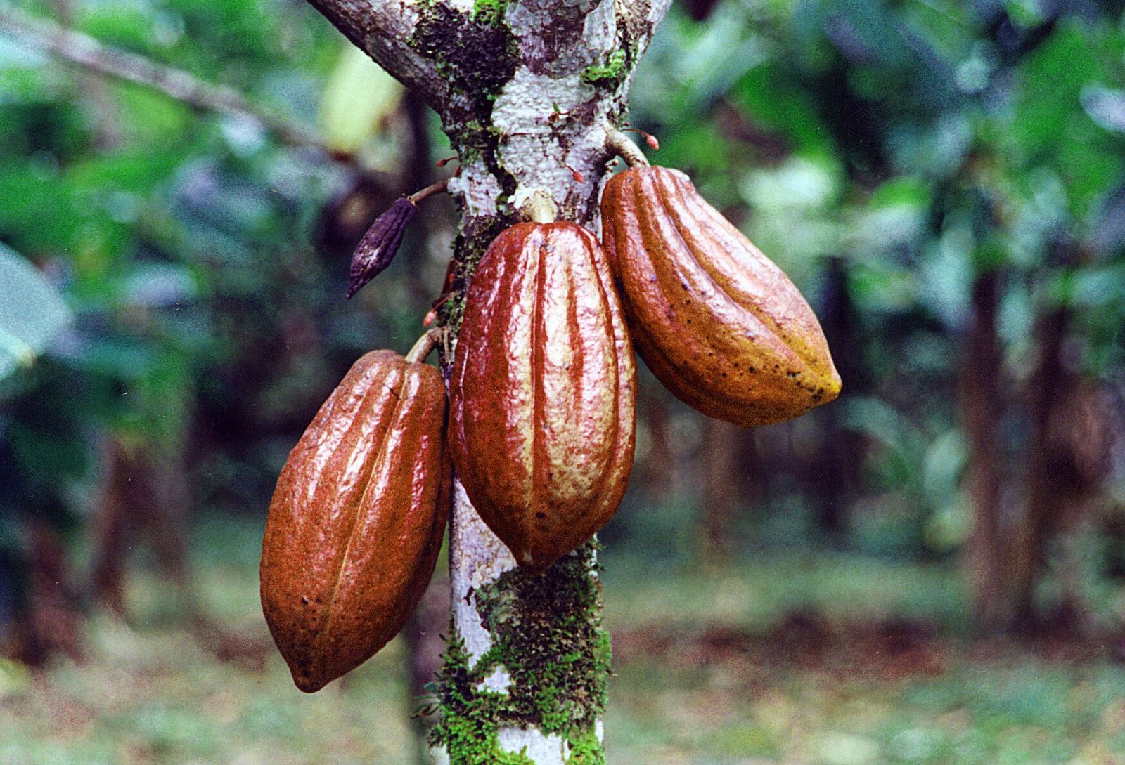 cocoa-bean-pods