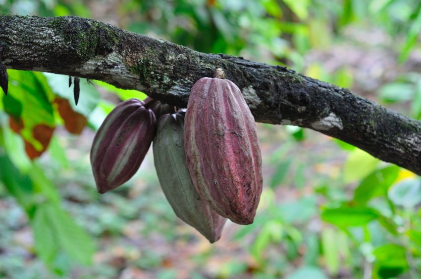Cocoa bean