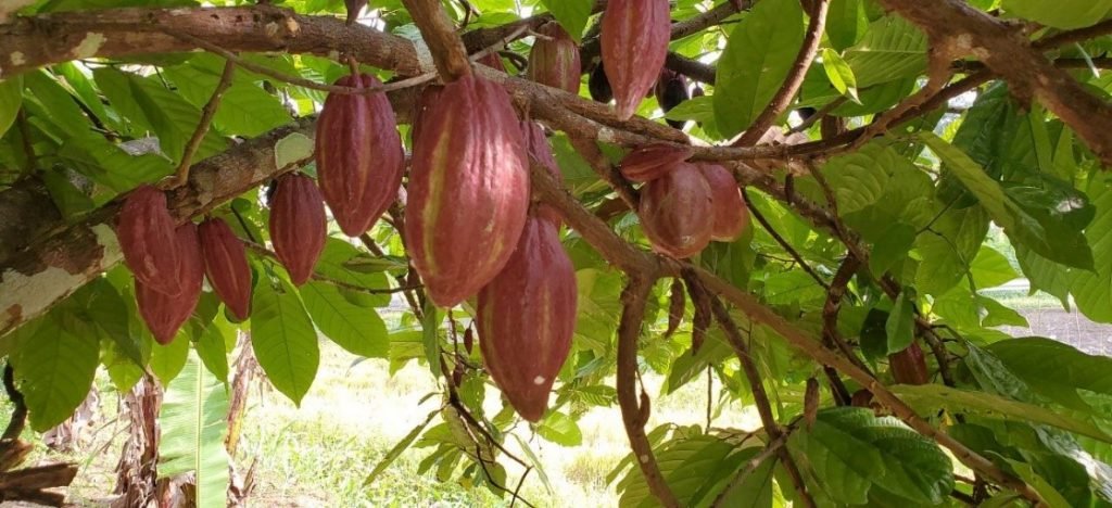 COACOA 1