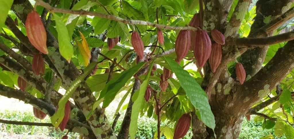 COACOA