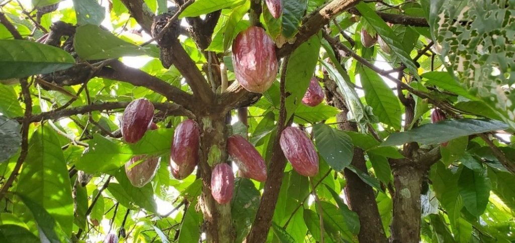 COACOA 2
