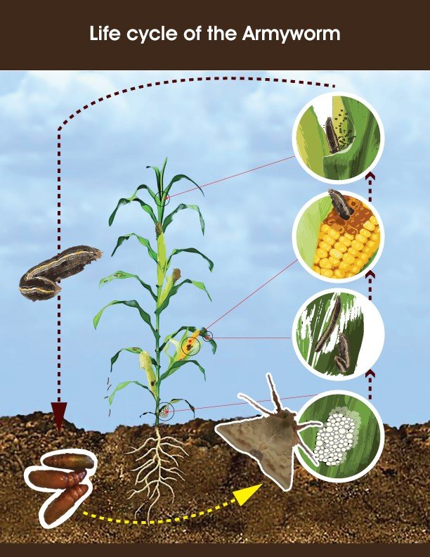 microbebio rice pest 12