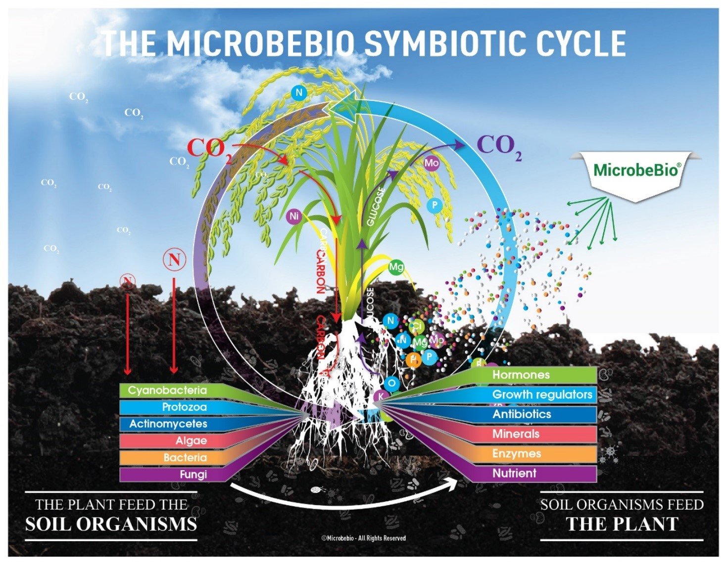 microbebio rice pest 4