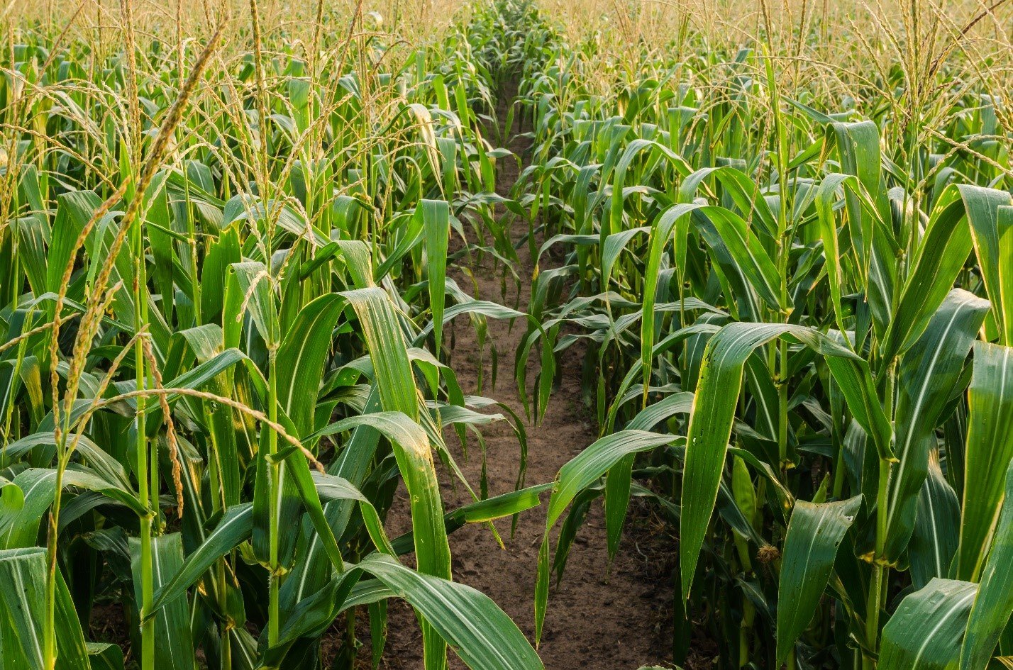 Microbebio Trial Test Corn Korea