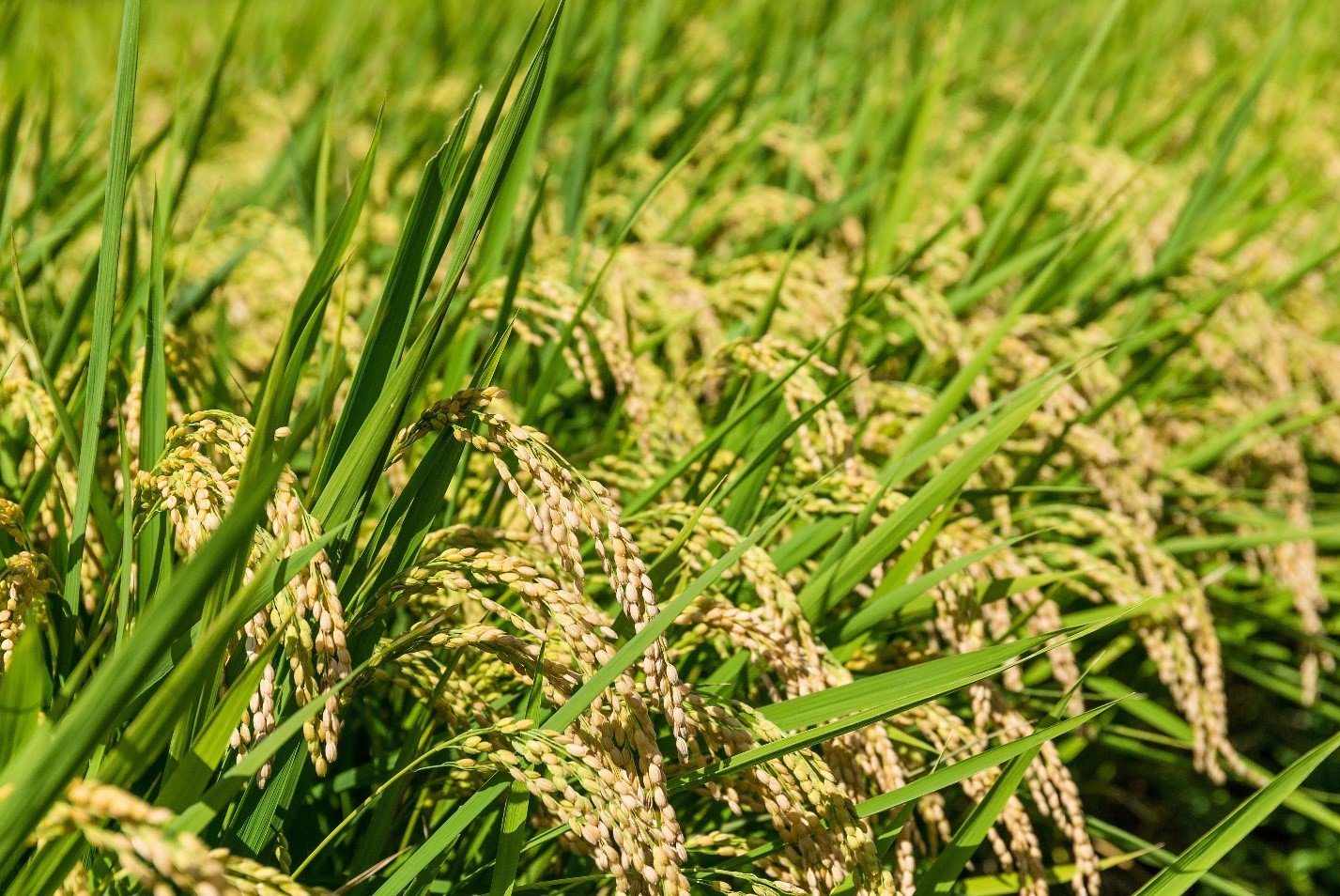 microbebio trial test rice