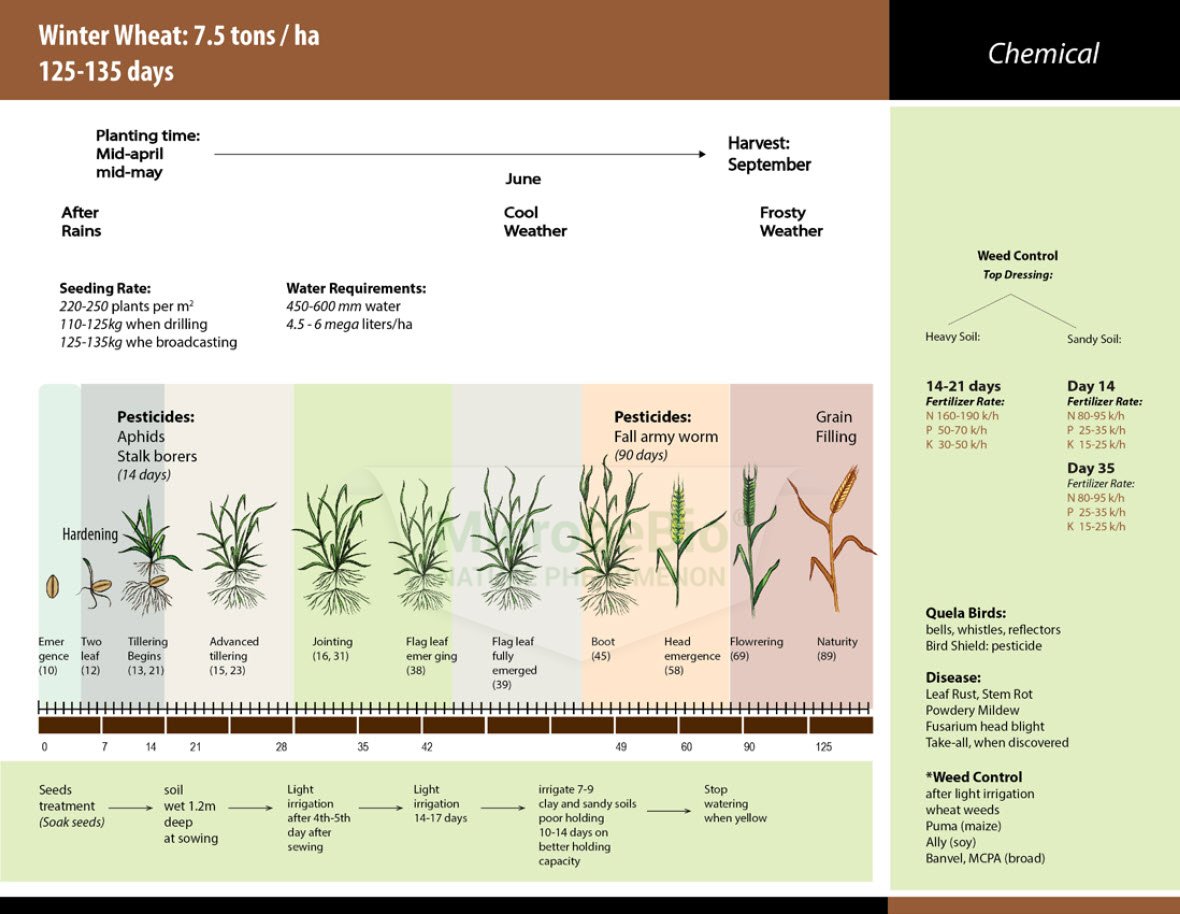Microbebio Application for Wheat 1 Microbebio Application for Wheat 1