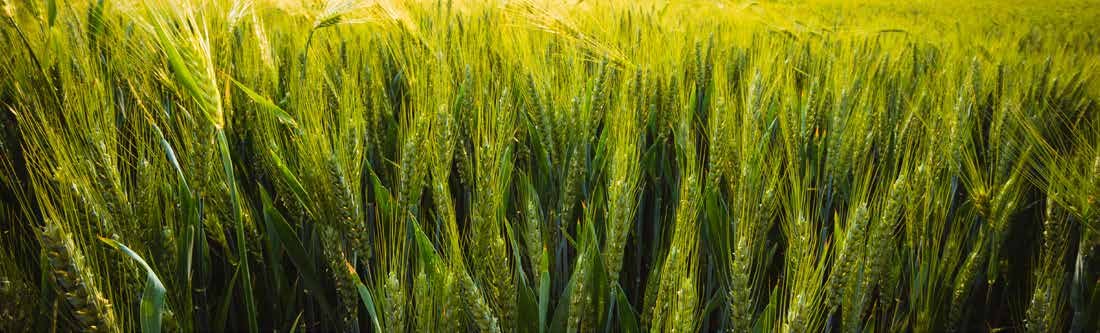 Microbebio Application for Wheat 13 Microbebio Application for Wheat