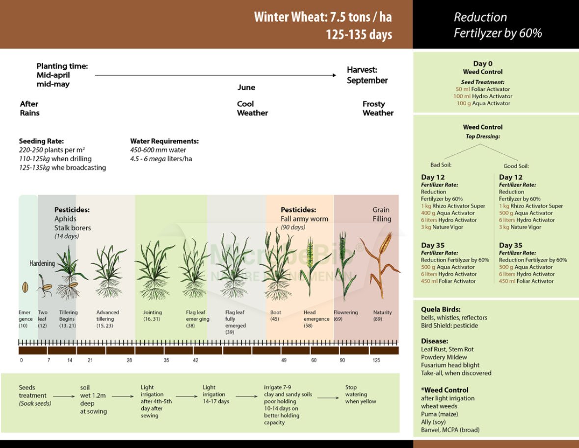 Microbebio Application for Wheat 2 Microbebio Application for Wheat 2