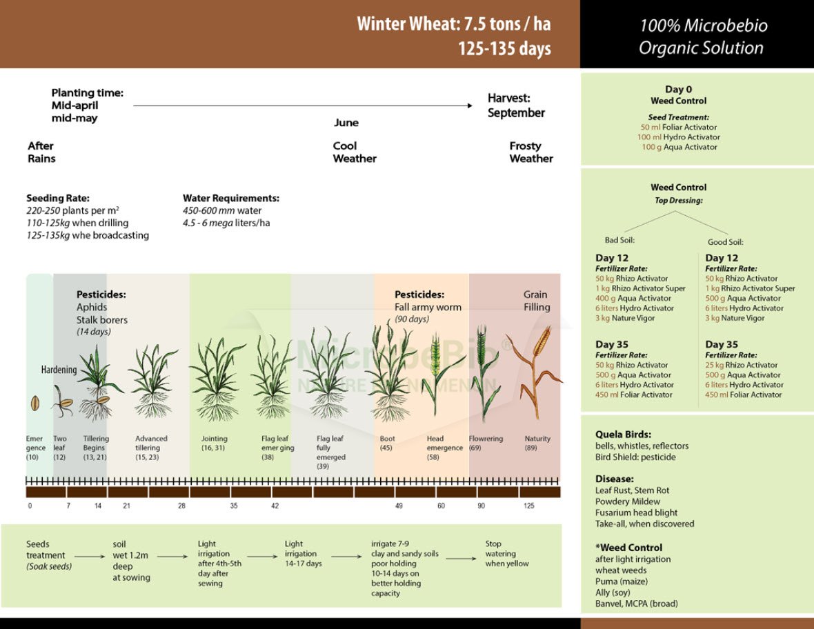 Microbebio Application for Wheat 3 Microbebio Application for Wheat 3