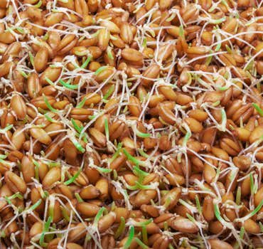 Microbebio Application for Wheat 6 Microbebio Application for Wheat 6