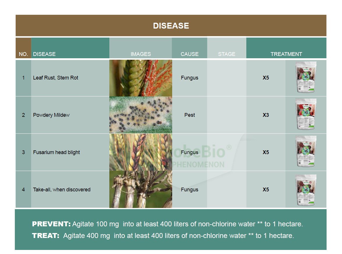Microbebio Application for Wheat 7 Microbebio Application for Wheat 7