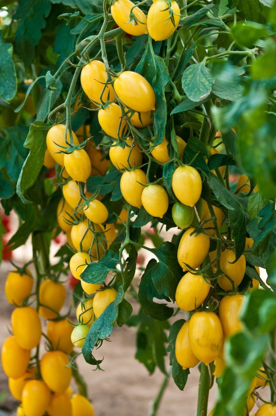 Regenerative farming Microbebio Regenerative farming