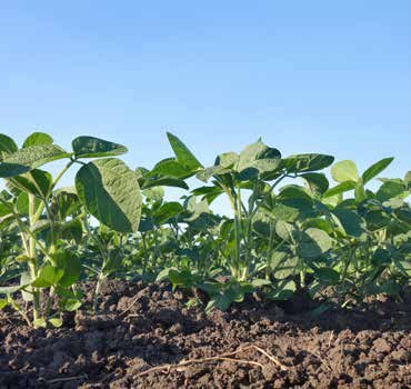 MICROBEBIO - BROCHURE - CACH BON PHAN CHO1 HECTA - SOYBEAN - 11 17 22 MICROBEBIO