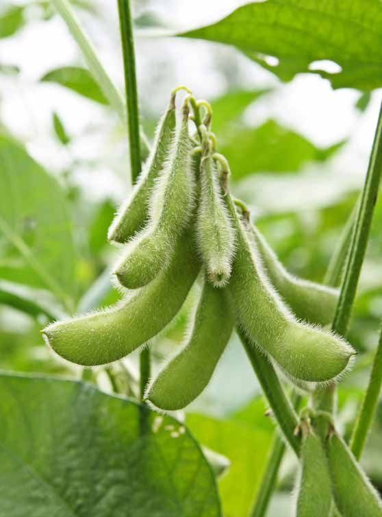 MICROBEBIO - SOYBEAN MICROBEBIO
