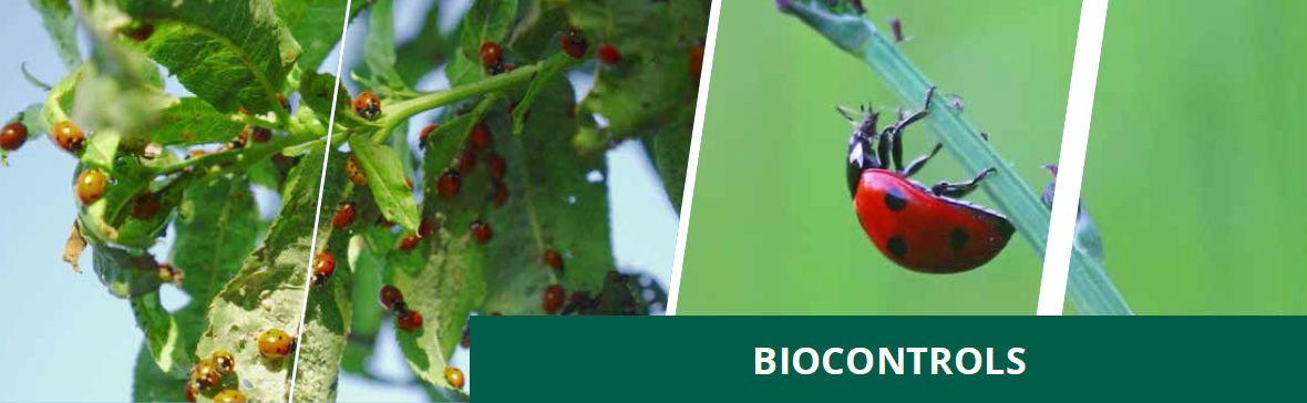 Enhancing Citrus Health with Microbebio 2 Enhancing Citrus Health with Microbebio 2