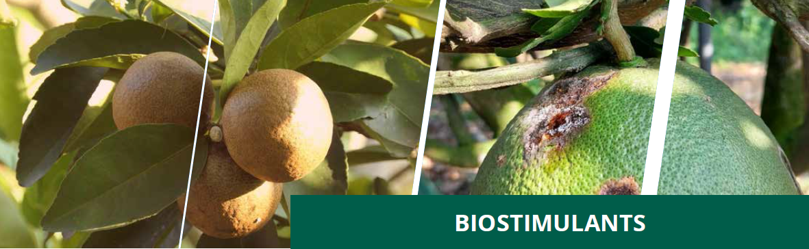 Enhancing Citrus Health with Microbebio 3 Enhancing Citrus Health with Microbebio 3