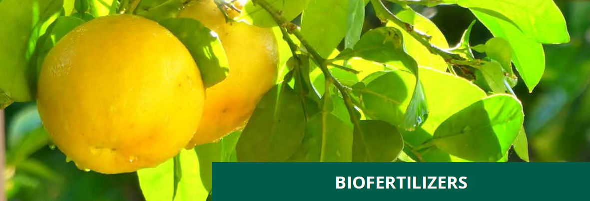 Enhancing Citrus Health with Microbebio 4 Enhancing Citrus Health with Microbebio 4