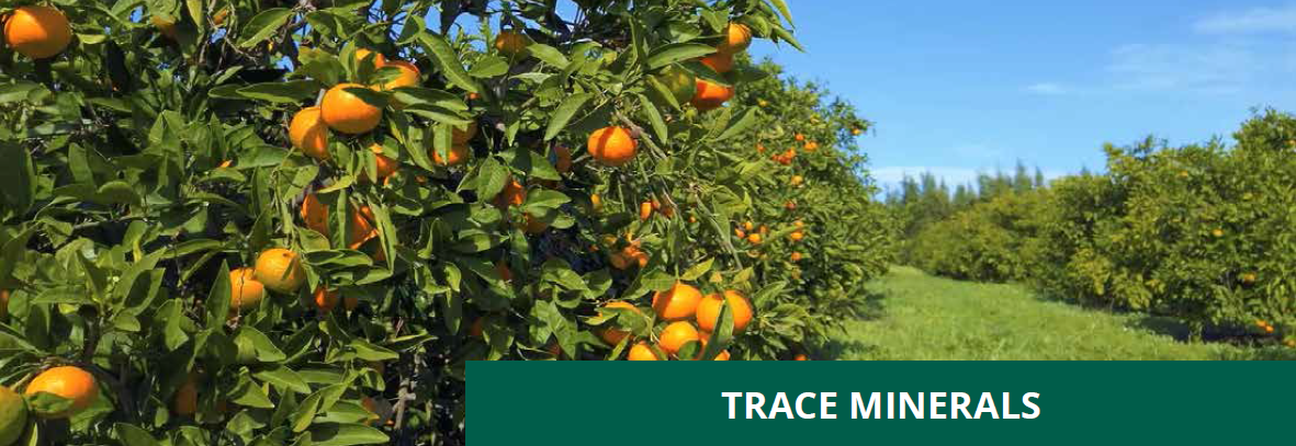 Enhancing Citrus Health with Microbebio 6 Enhancing Citrus Health with Microbebio 6