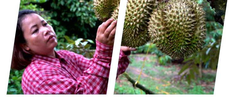 Growing durian using microbebio microbes to enhance yield 2 Growing durian using microbebio microbes to enhance yield 2
