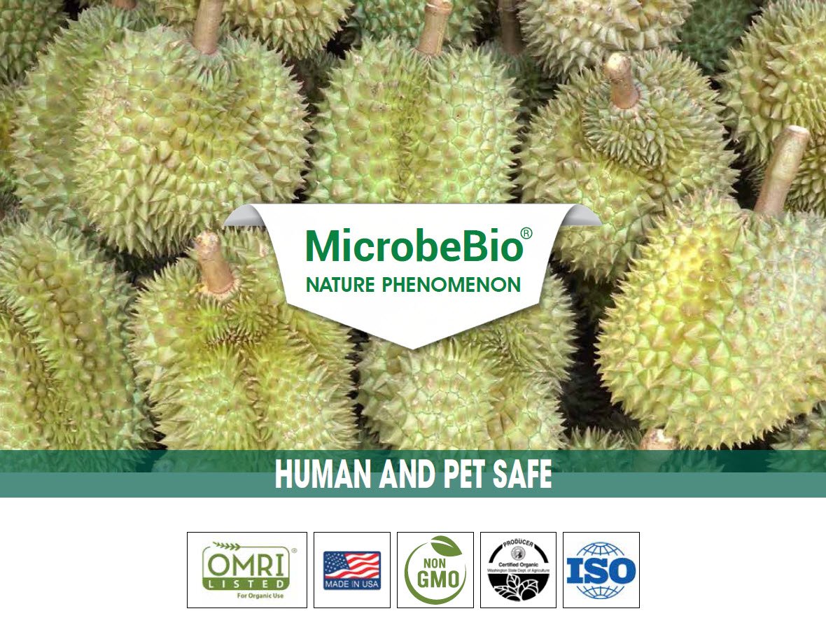 Growing durian using microbebio microbes to enhance yield Growing durian using microbebio microbes to enhance yield
